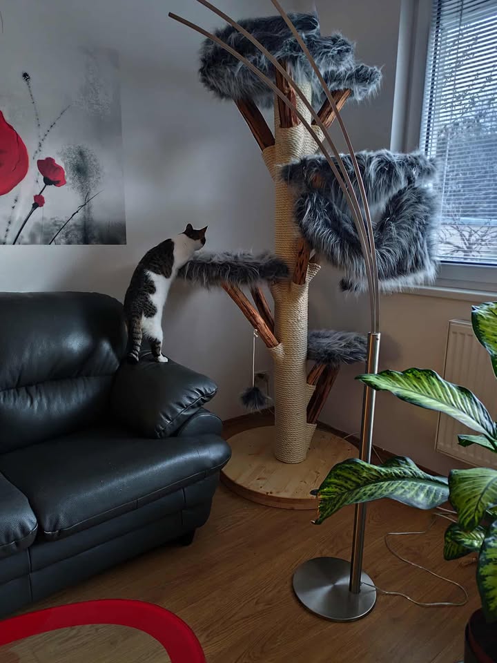 Fotografie od Bucifál – Škrabadlo Bucifál