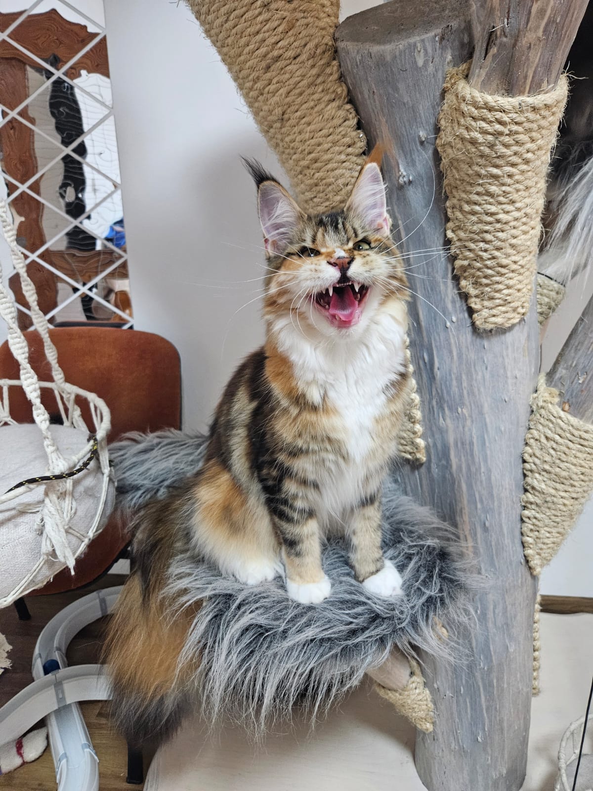 Fotografie od Alena z XaverY cat, CZ Maine Coon – Maine Coon