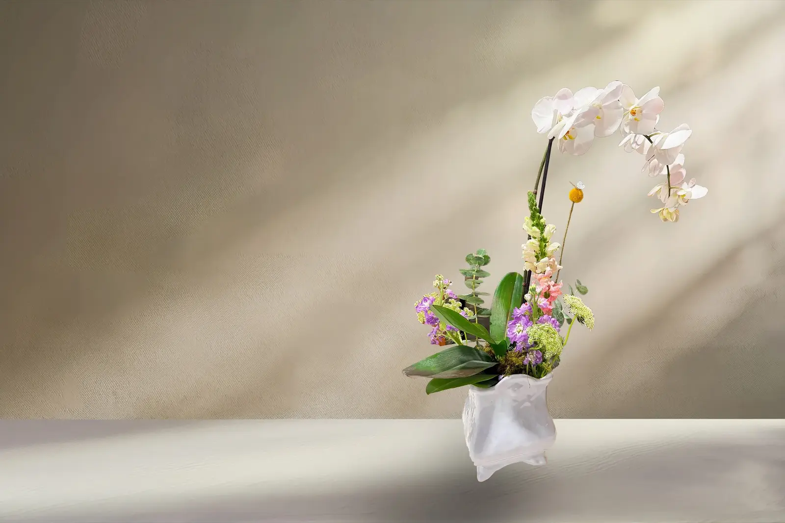 Orquídea con flores de color en maceta sobre muro con luz lateral