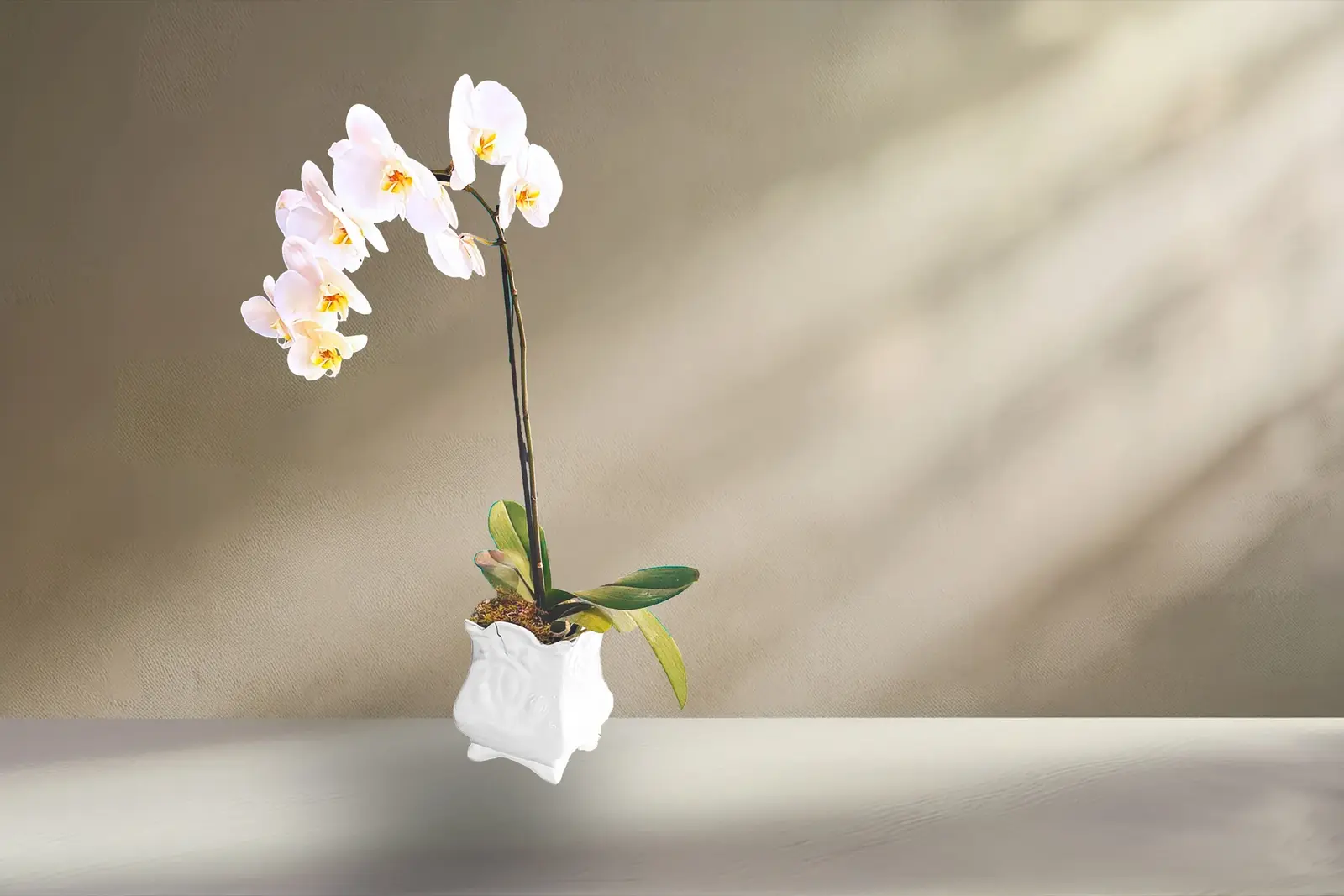 Orquídea blanca en maceta de cerámica sobre muro con luz lateral