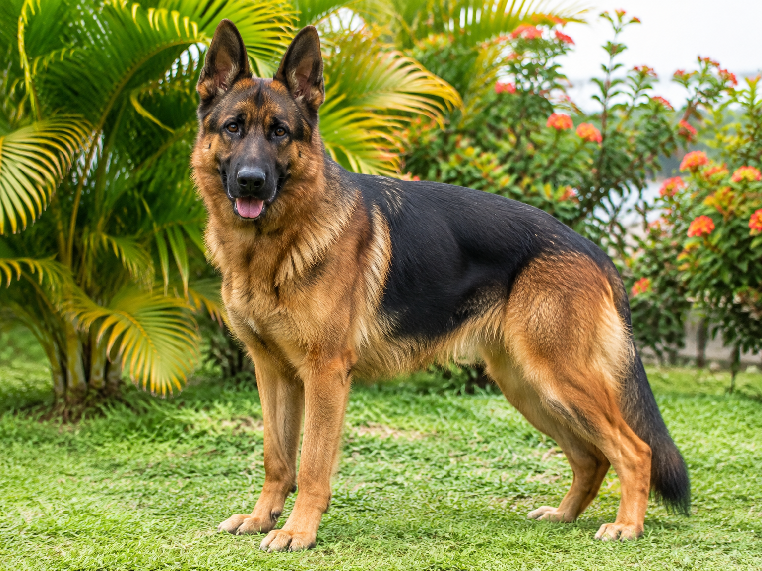 Berger allemand