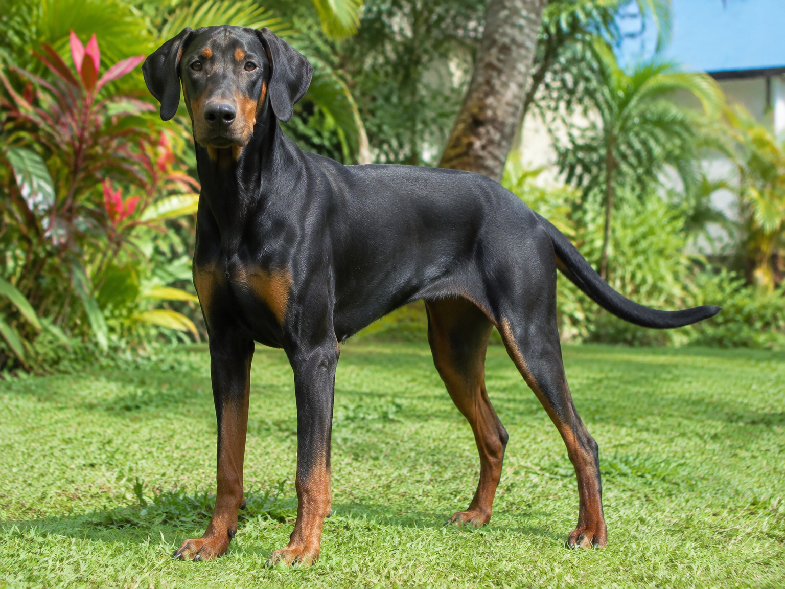 Dobermann
