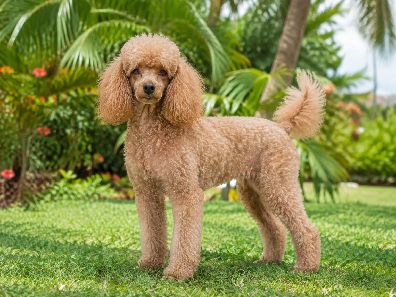 Caniche