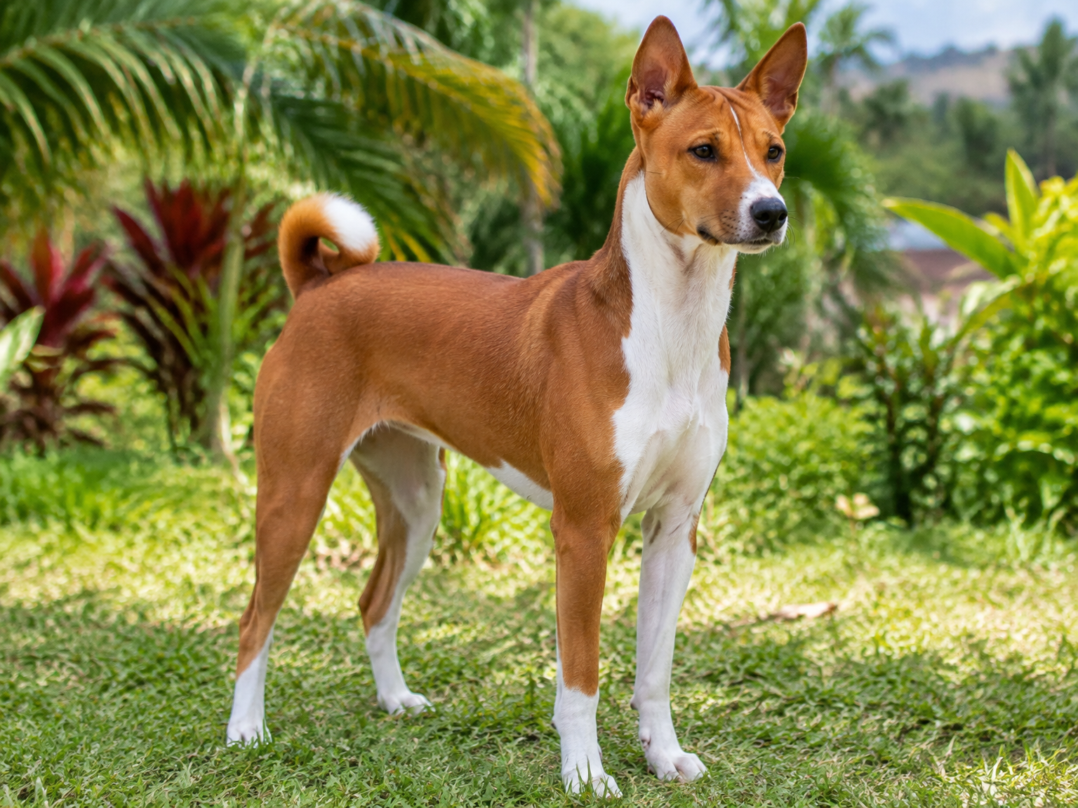 Basenji