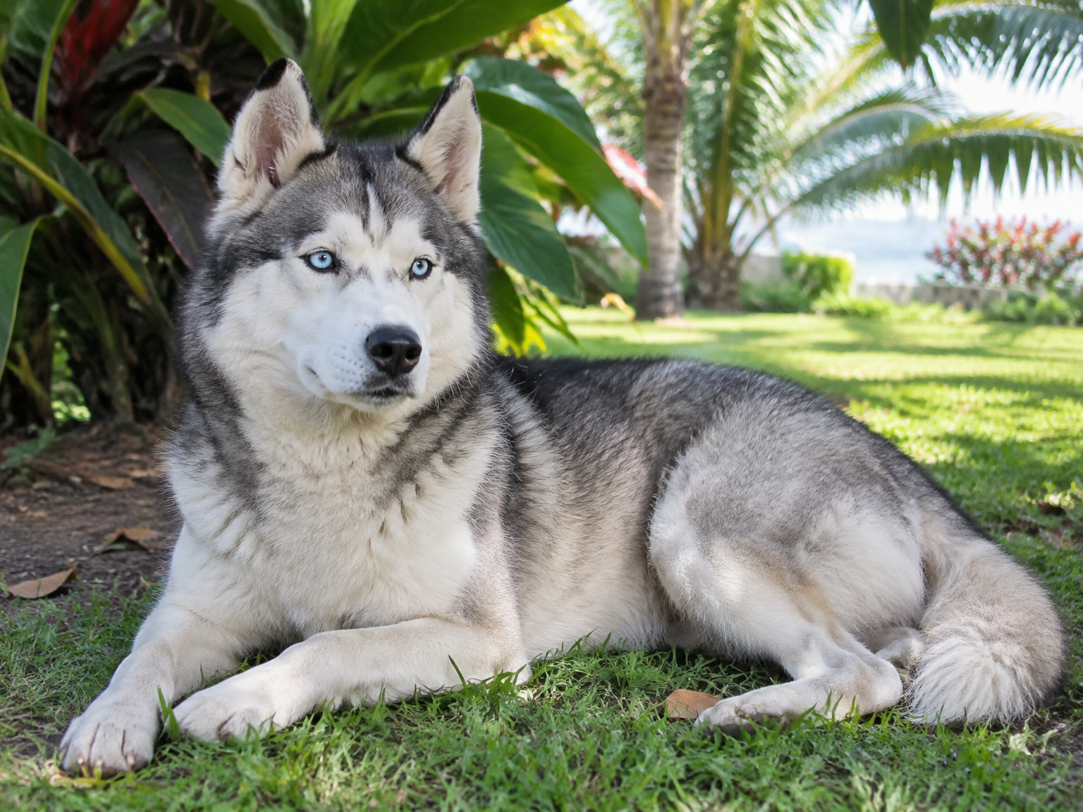Husky sibérien