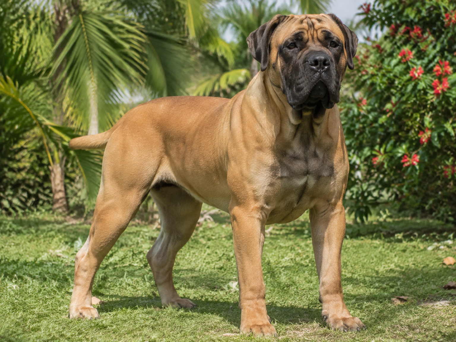 Boerboel