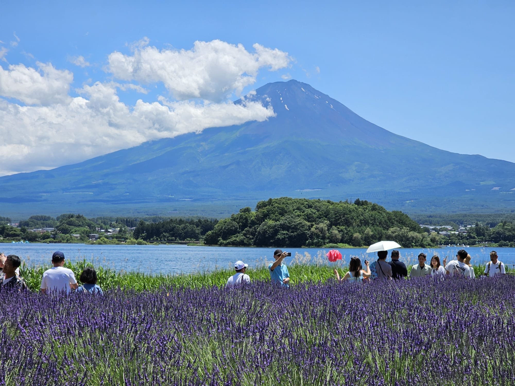 Mount Fuji from the lavendar fields.