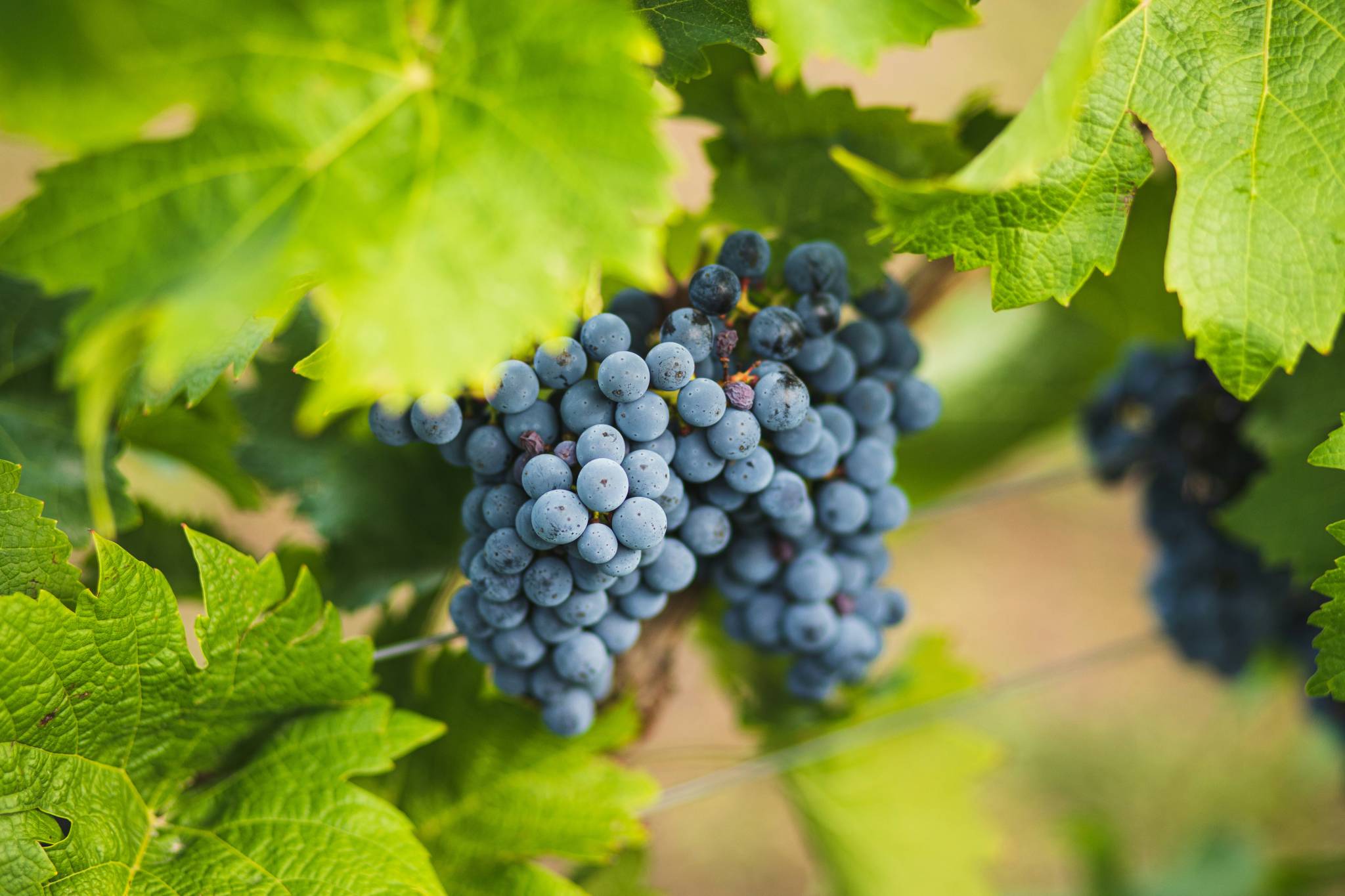 Hunter valley vinyards with grapes