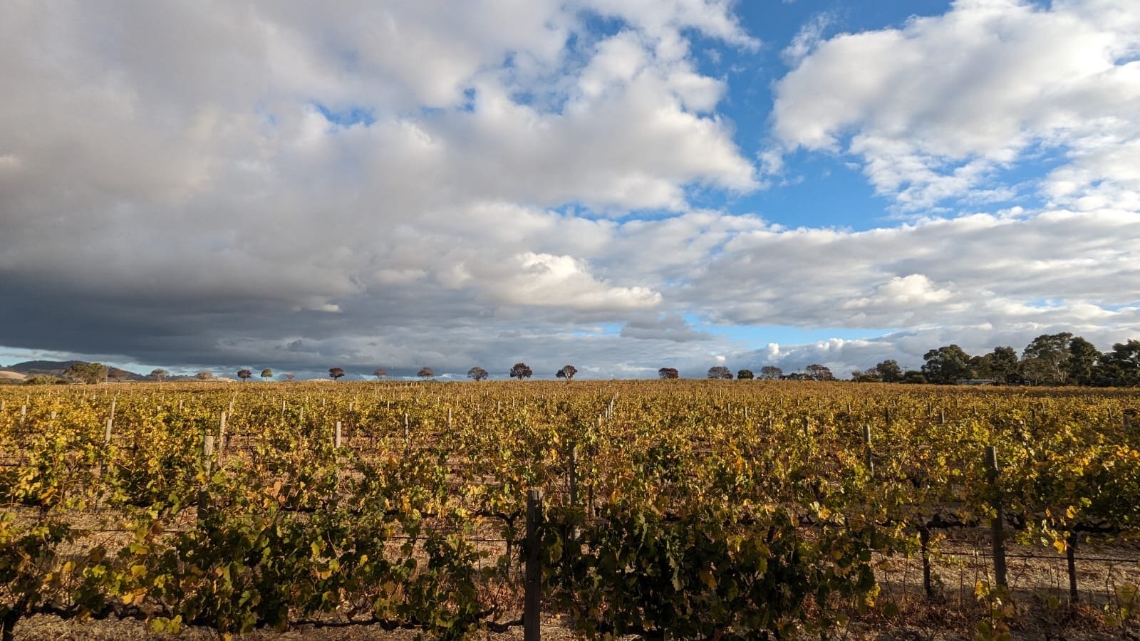 Barossa valley vineyard full of grapes.