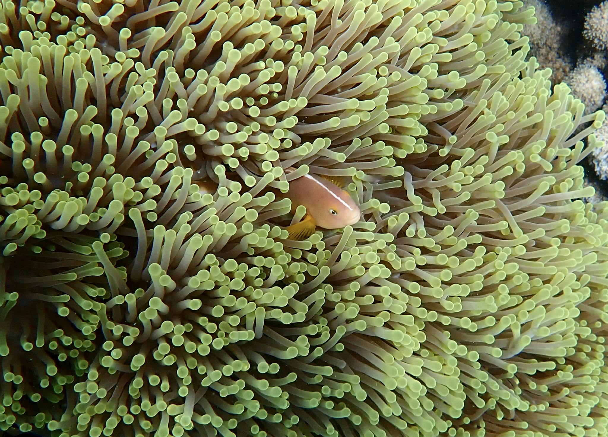 A pink skunk clownfish nestled among colorful sea anemone tentacles underwater.