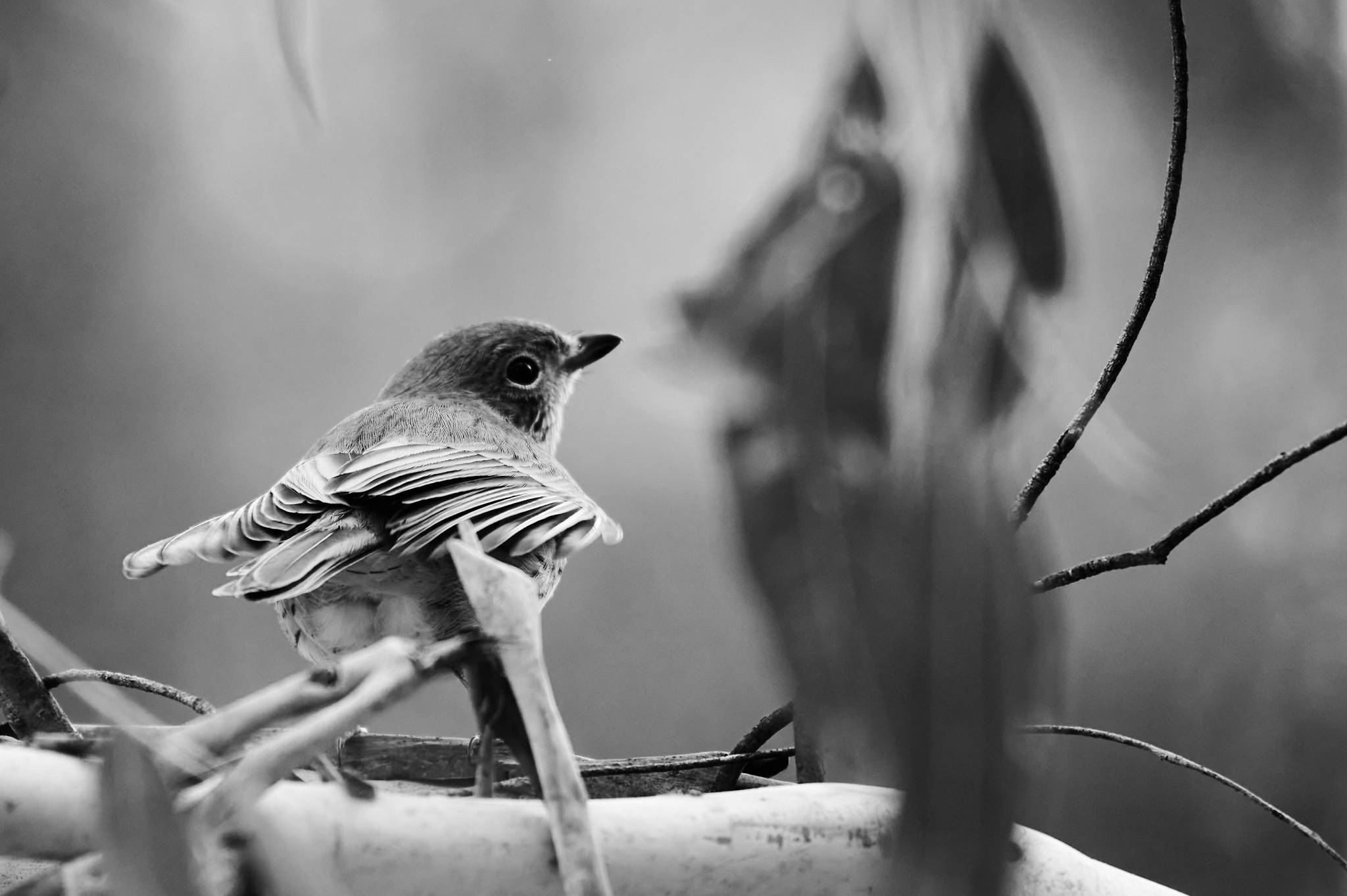 Tidbinbilla Nature Reserve