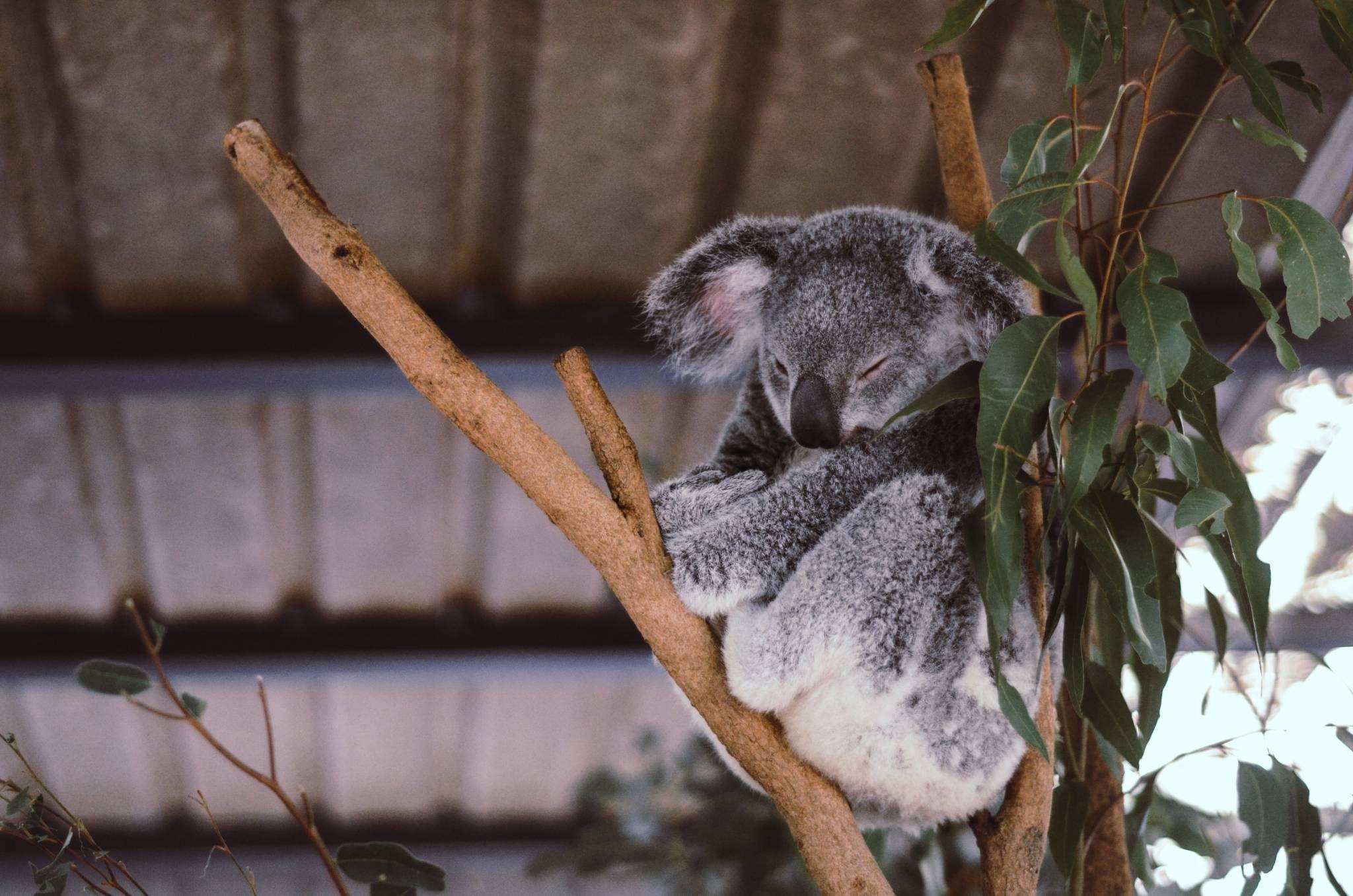 12 reasons to move to australia with Average Joe Down Under