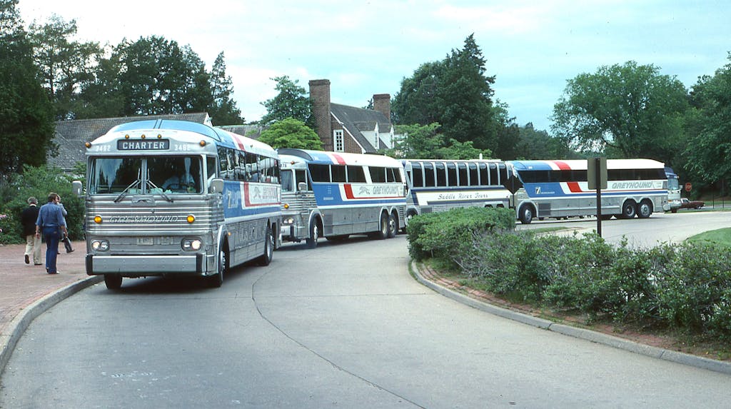 Greyhound buses navigating a curved road near lush green shrubs and trees.