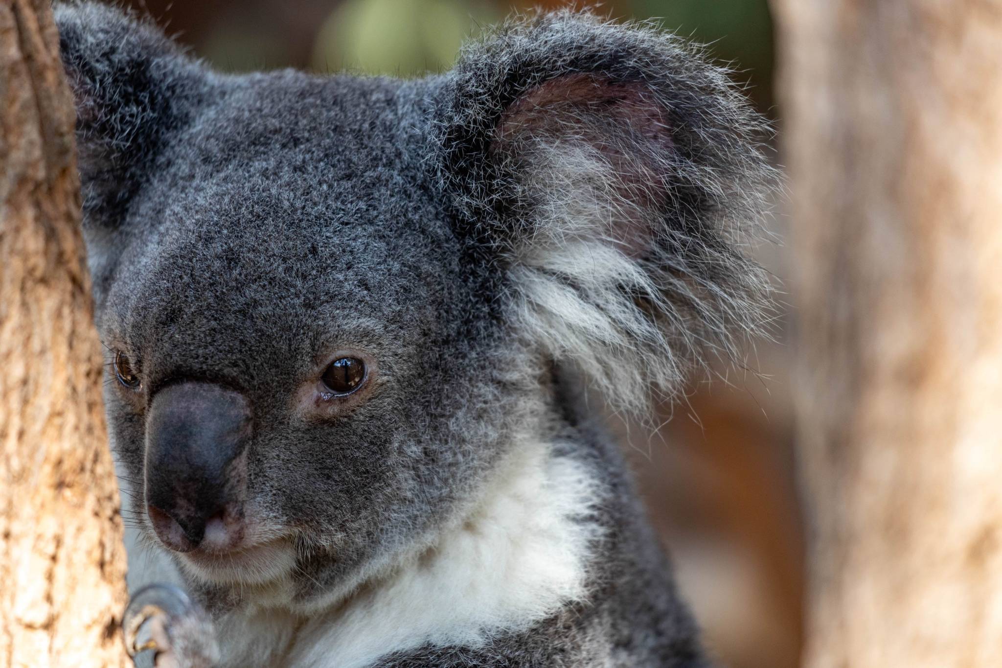 The Top 8 Cheap Things to Do in Brisbane