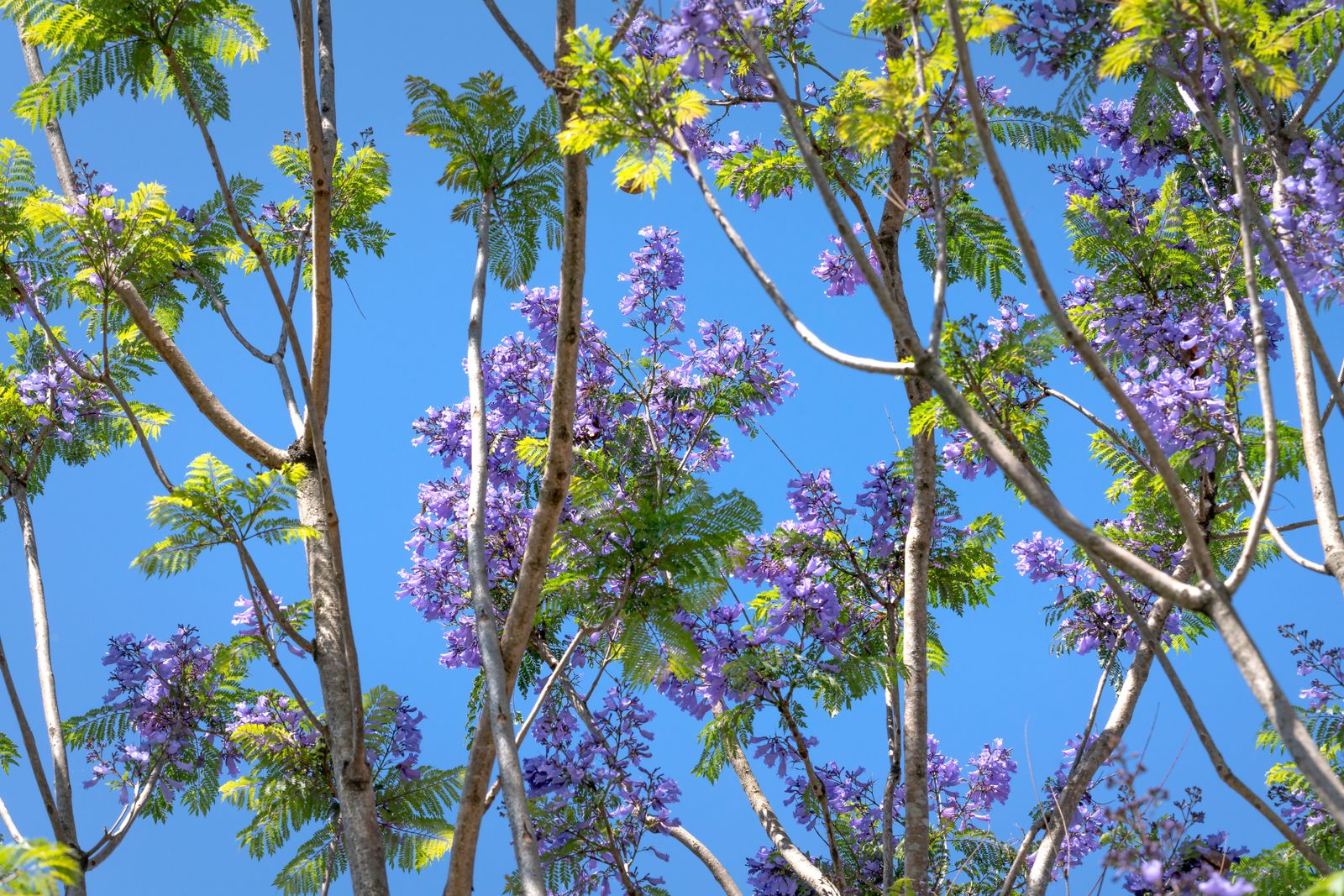 Jacaranda blossoms against a bright spring sky