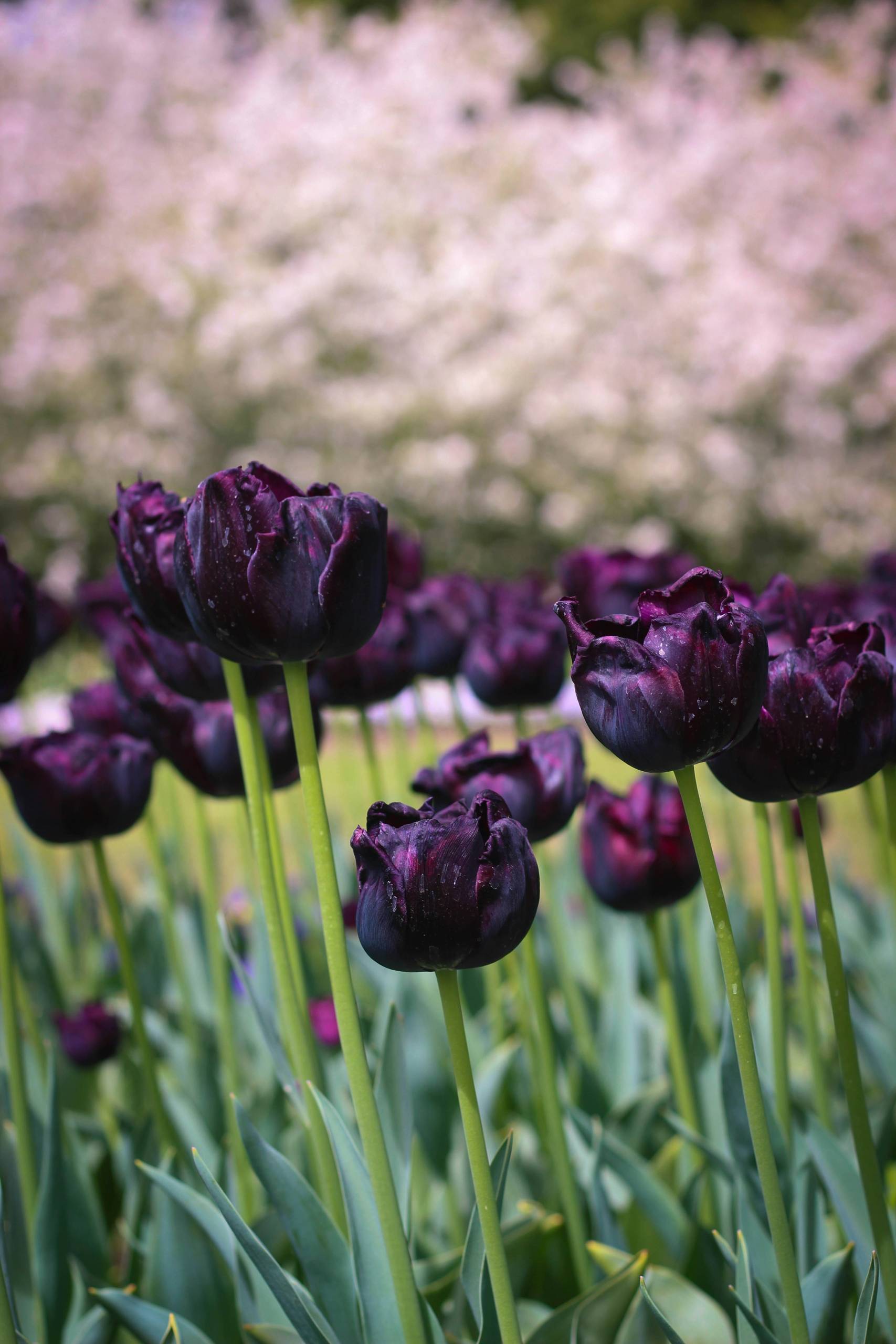 Photo of the flowers in canberra.