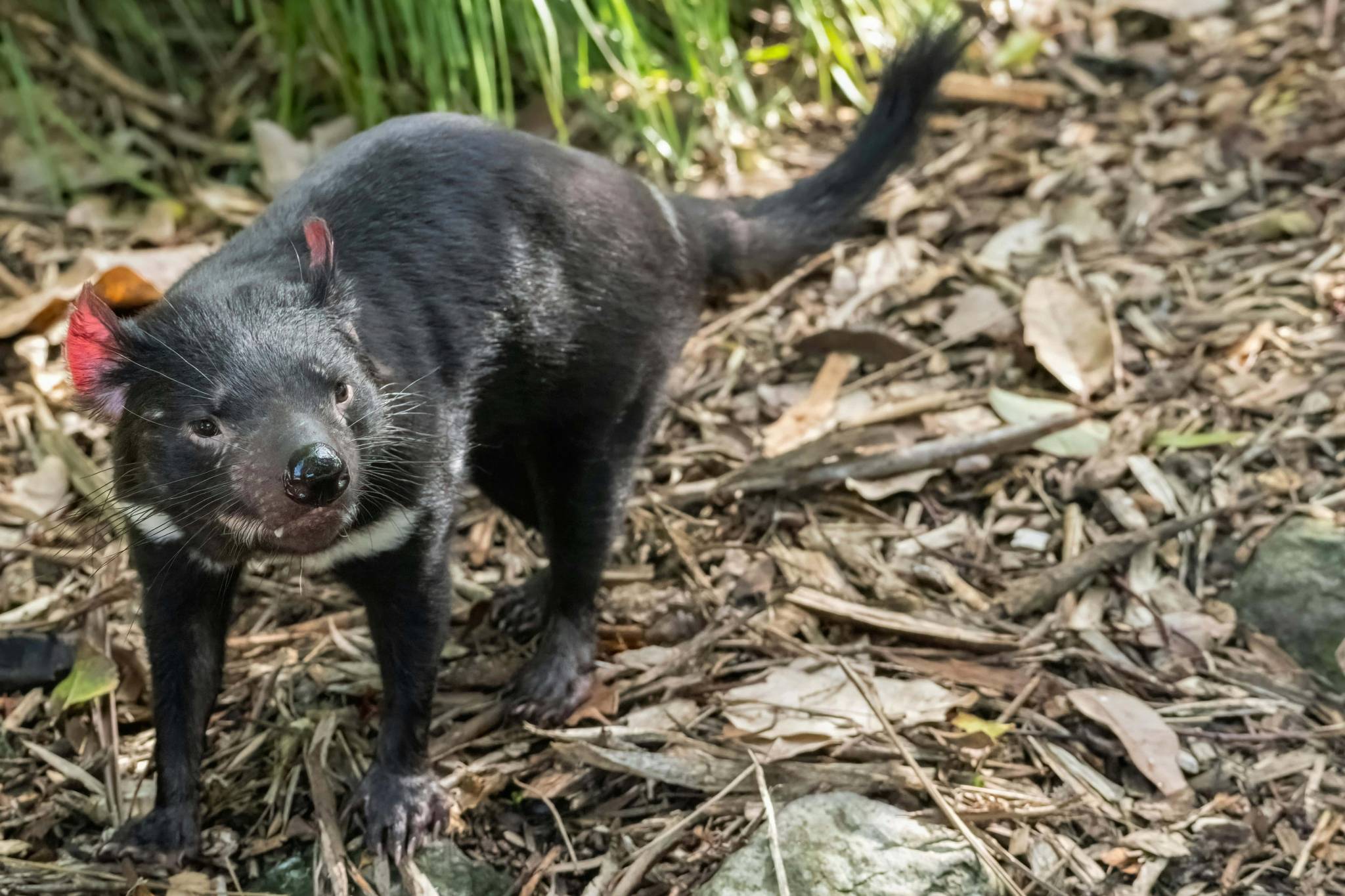The Tasmanian Devil is famous in Tasmania