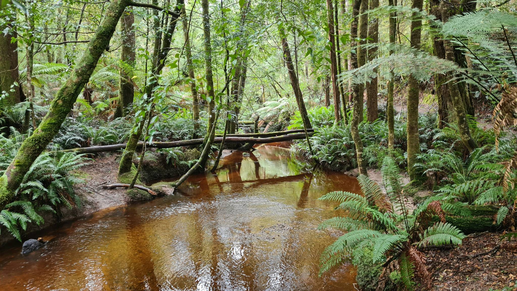 View of the tasmanian forest parks.