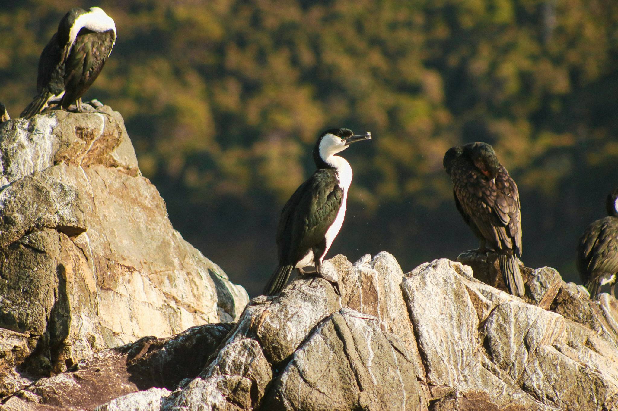 Penguins on bruny island tasmania.