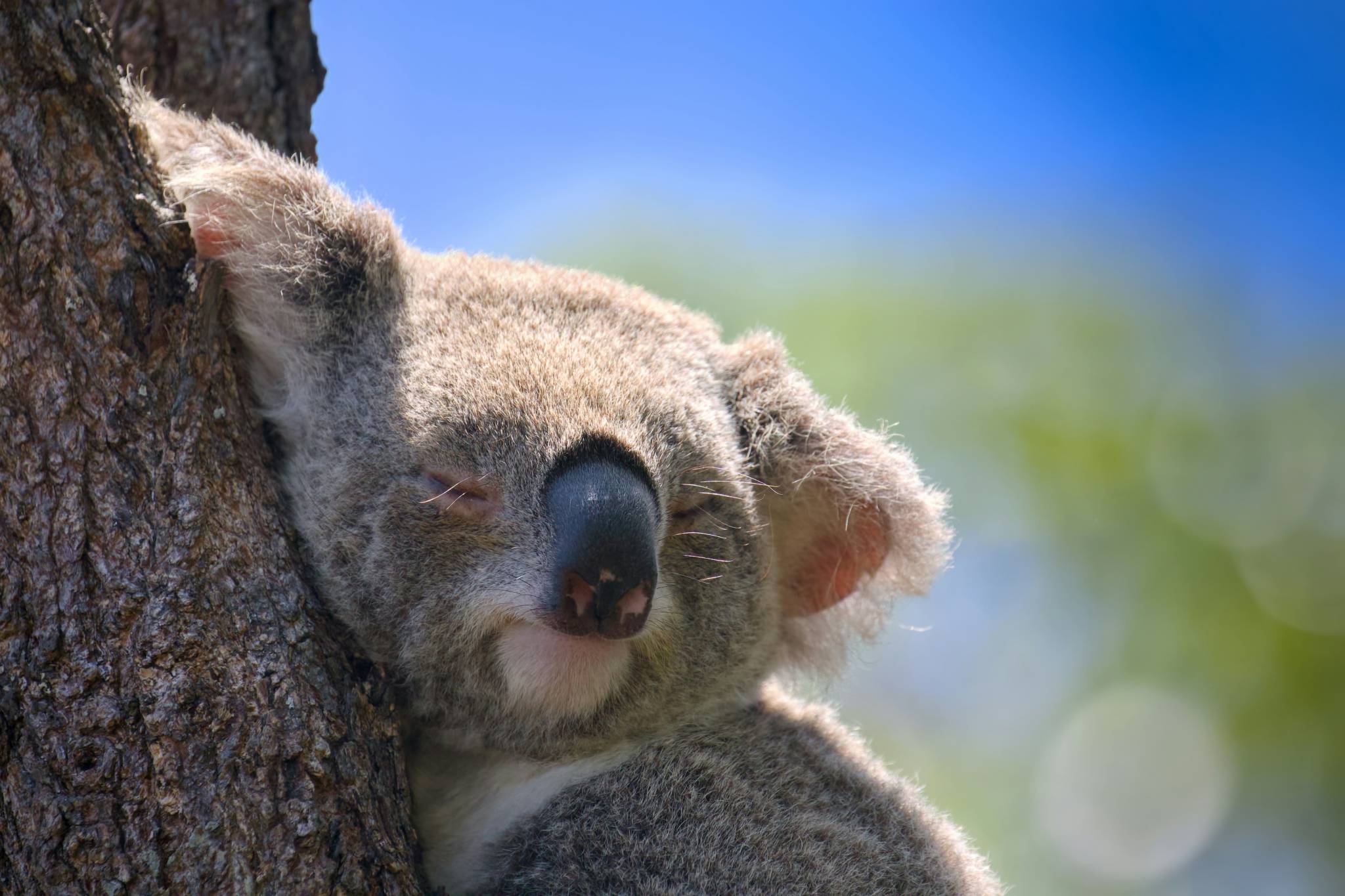 Koalas in Daintreeforest