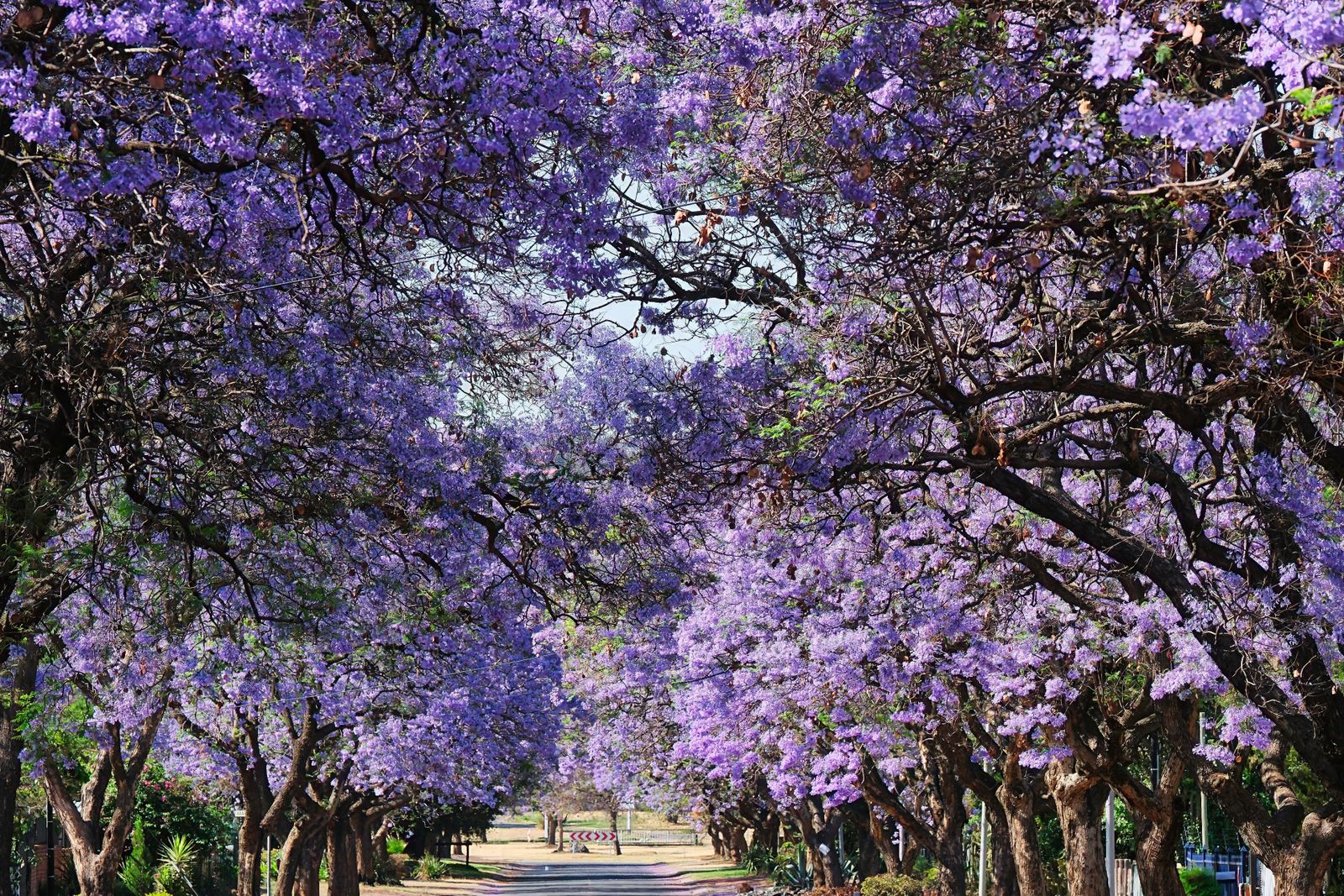 A Sydney street under a canopy of blooming purple jacaranda trees