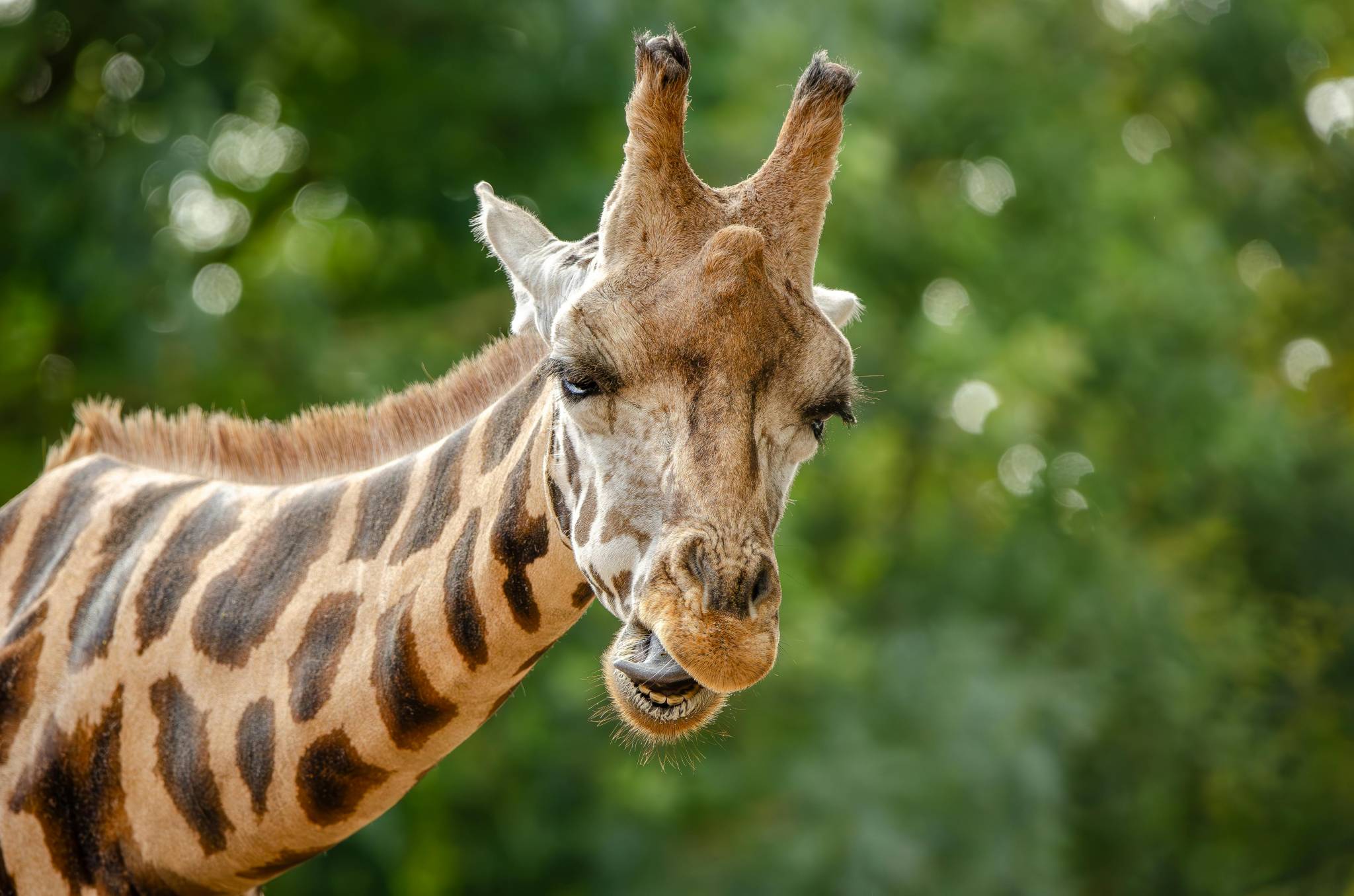 Zoo sleepover at Jamala Wildlife Lodge