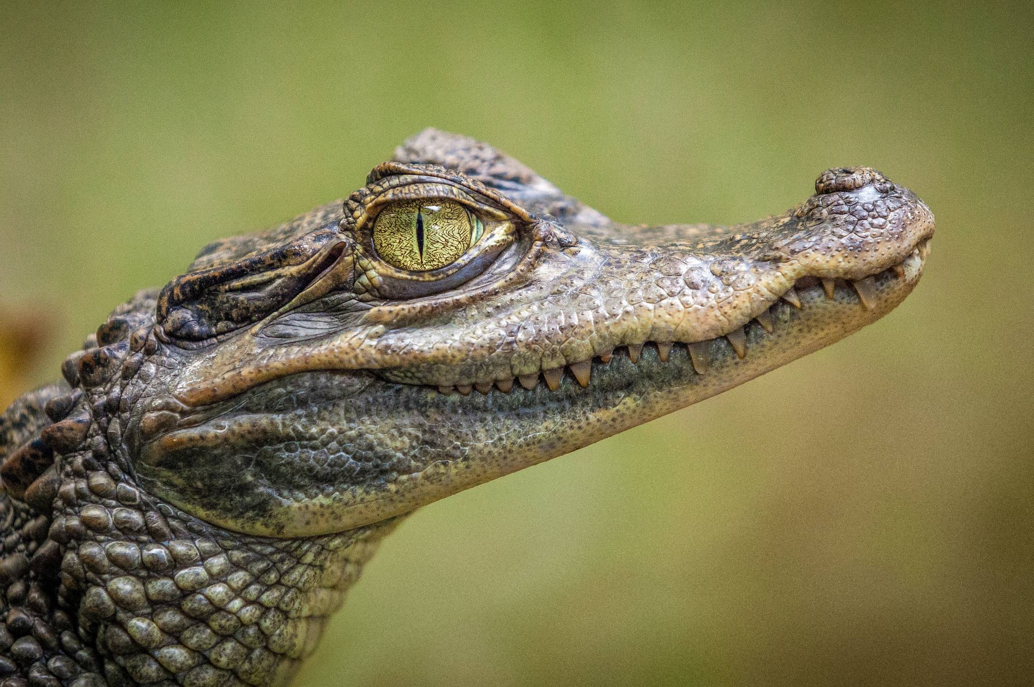 A close up of a baby aligator.
