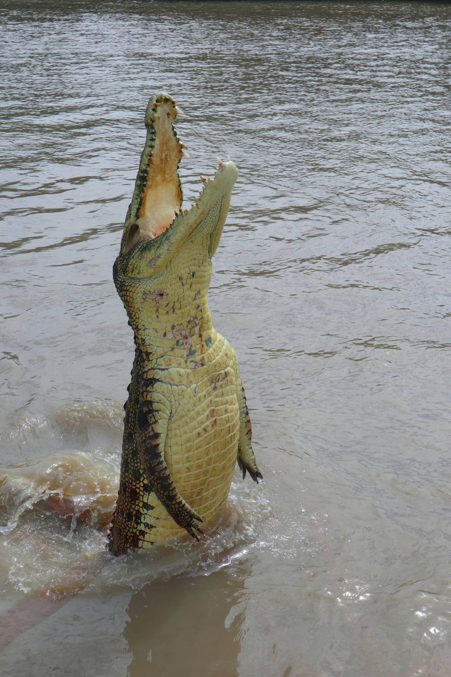 darwin australia crocodile
