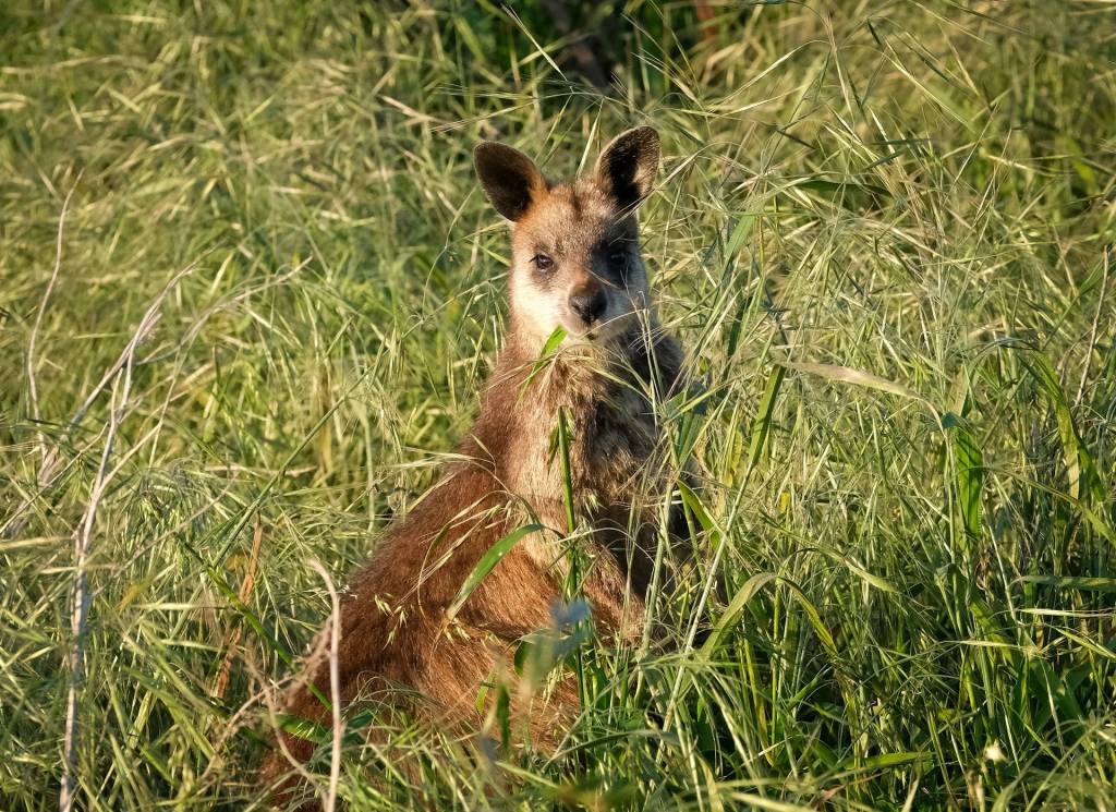 A wallaby.