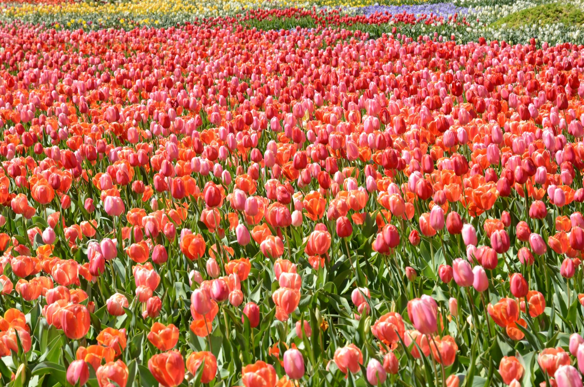 Tulips at the canberra flower festival.
