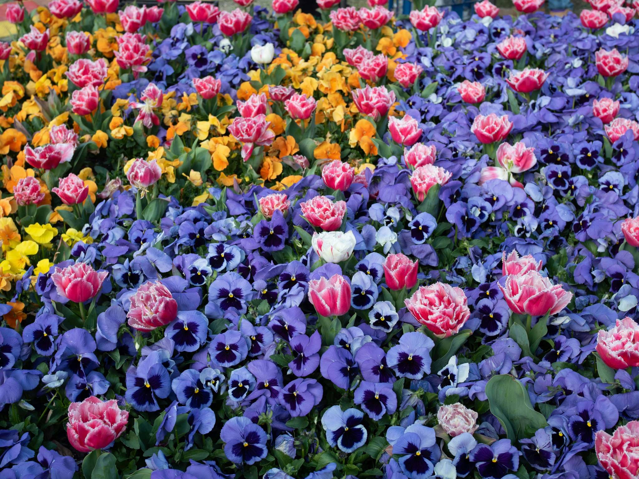 Spring is the best time to visit for the Floride Festival