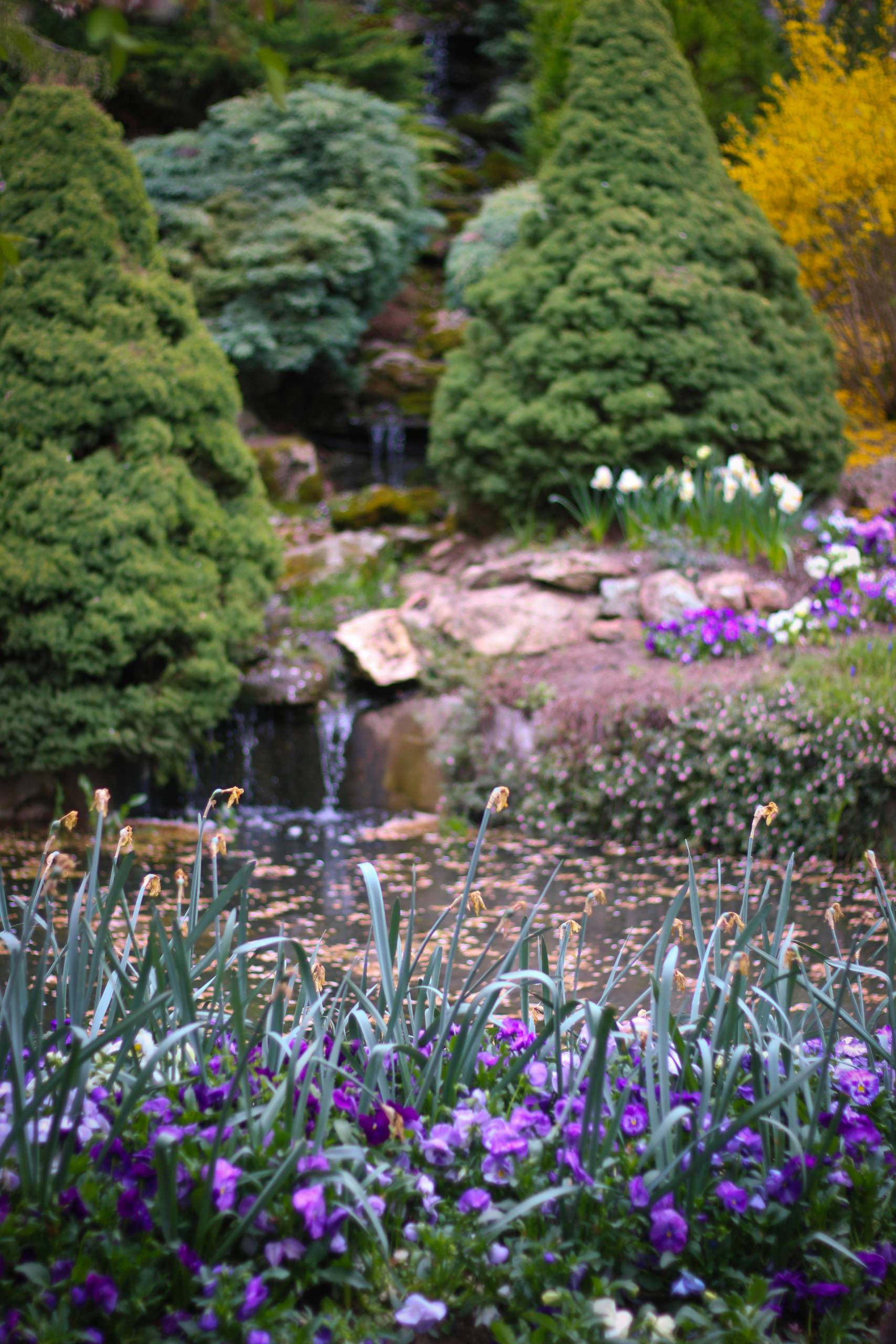 Canberra flowers in bloom