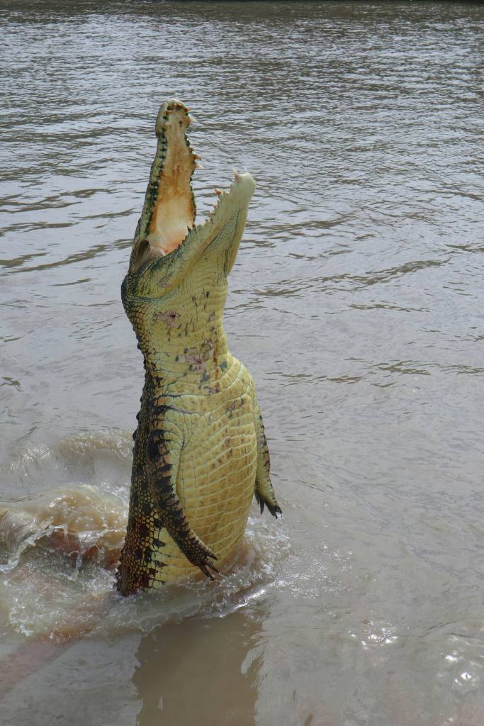 darwin australia crocodile