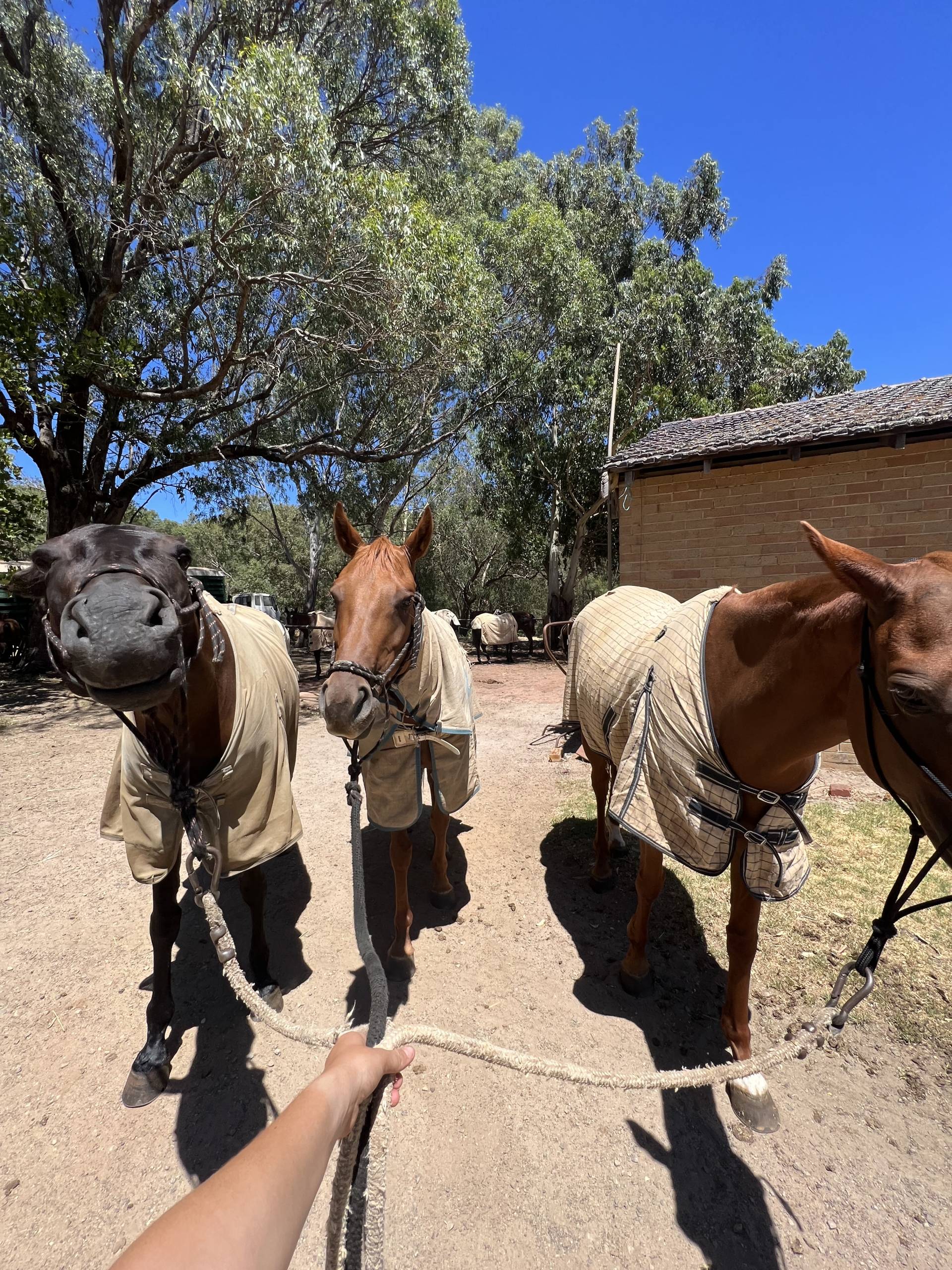 Horse station on 88 days regional work.