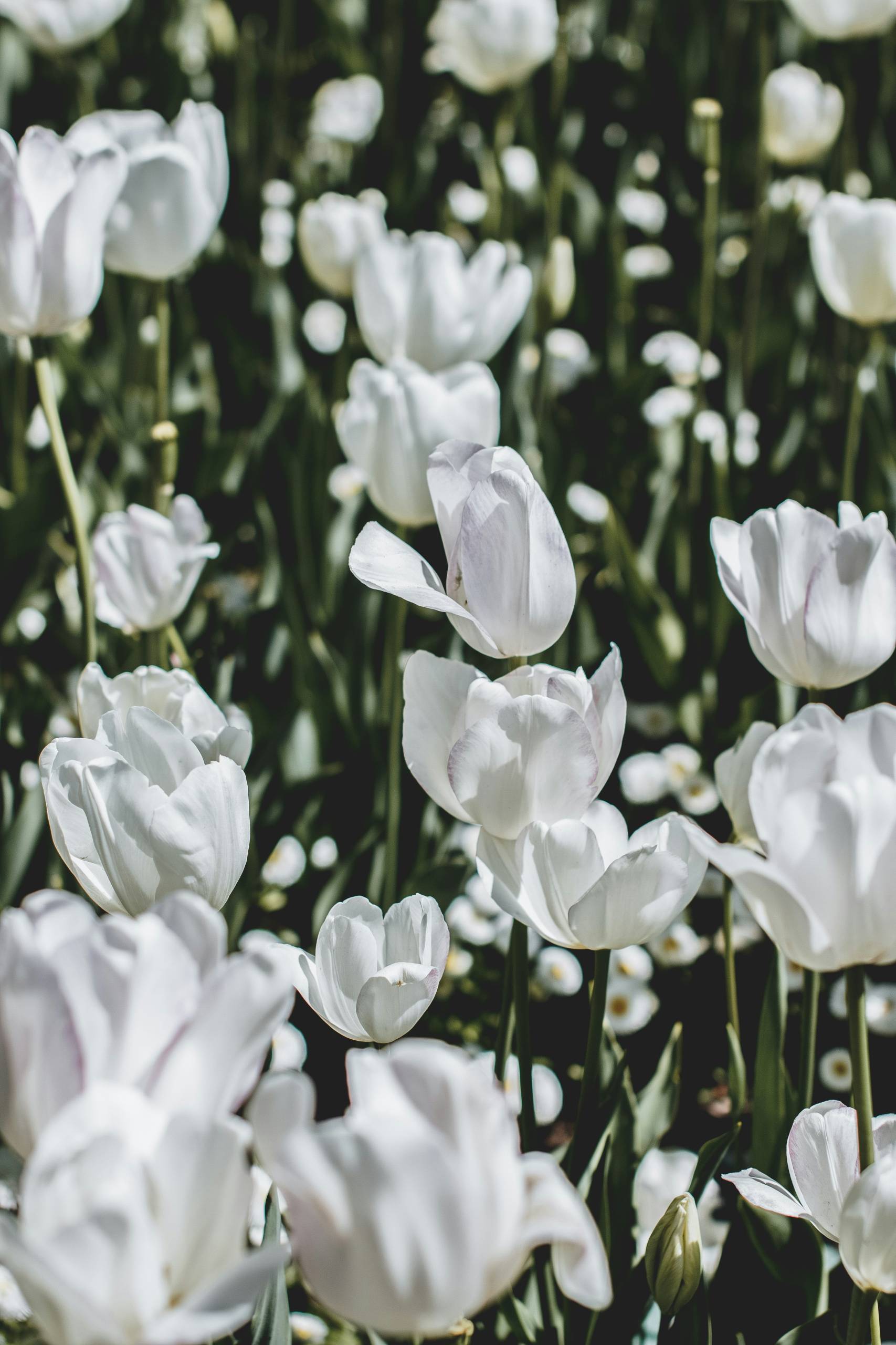 A Guide to Floriade: The Canberra Flower Festival