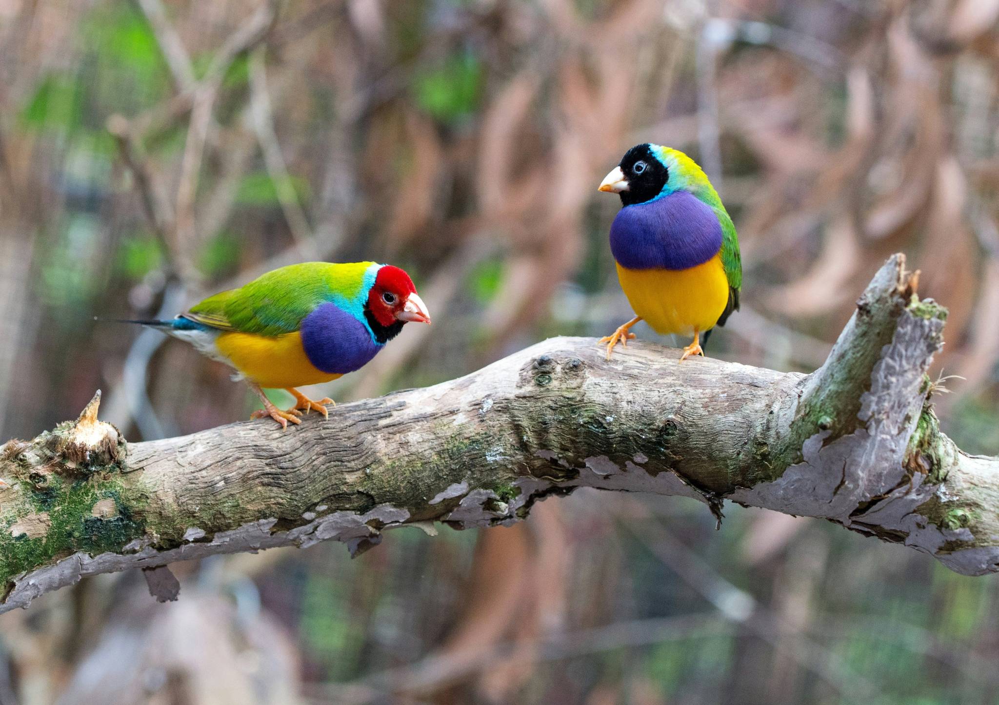 Many rare species make the Daintree Rainforest their home