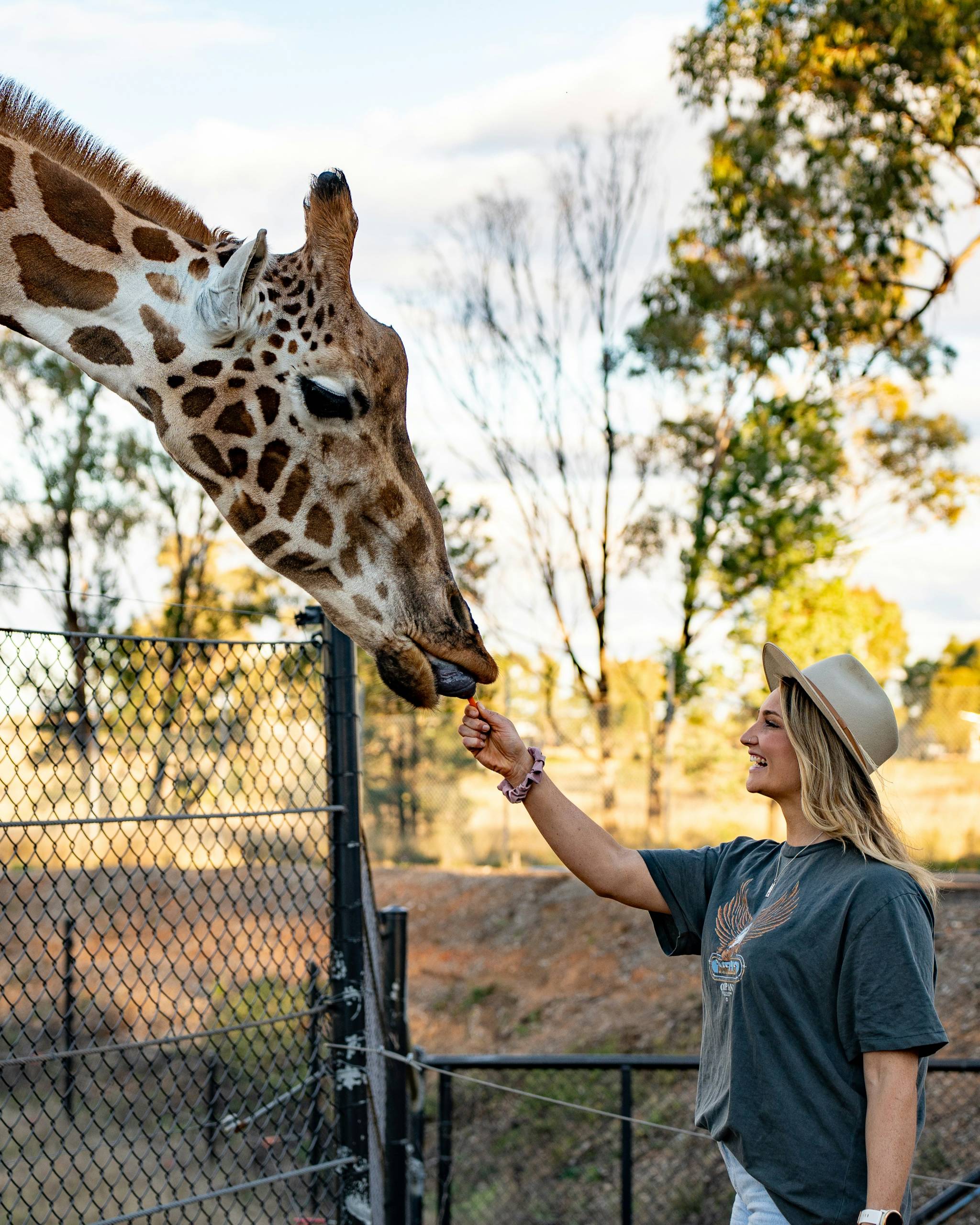 Feeding giraffes at taronga western plains zoo