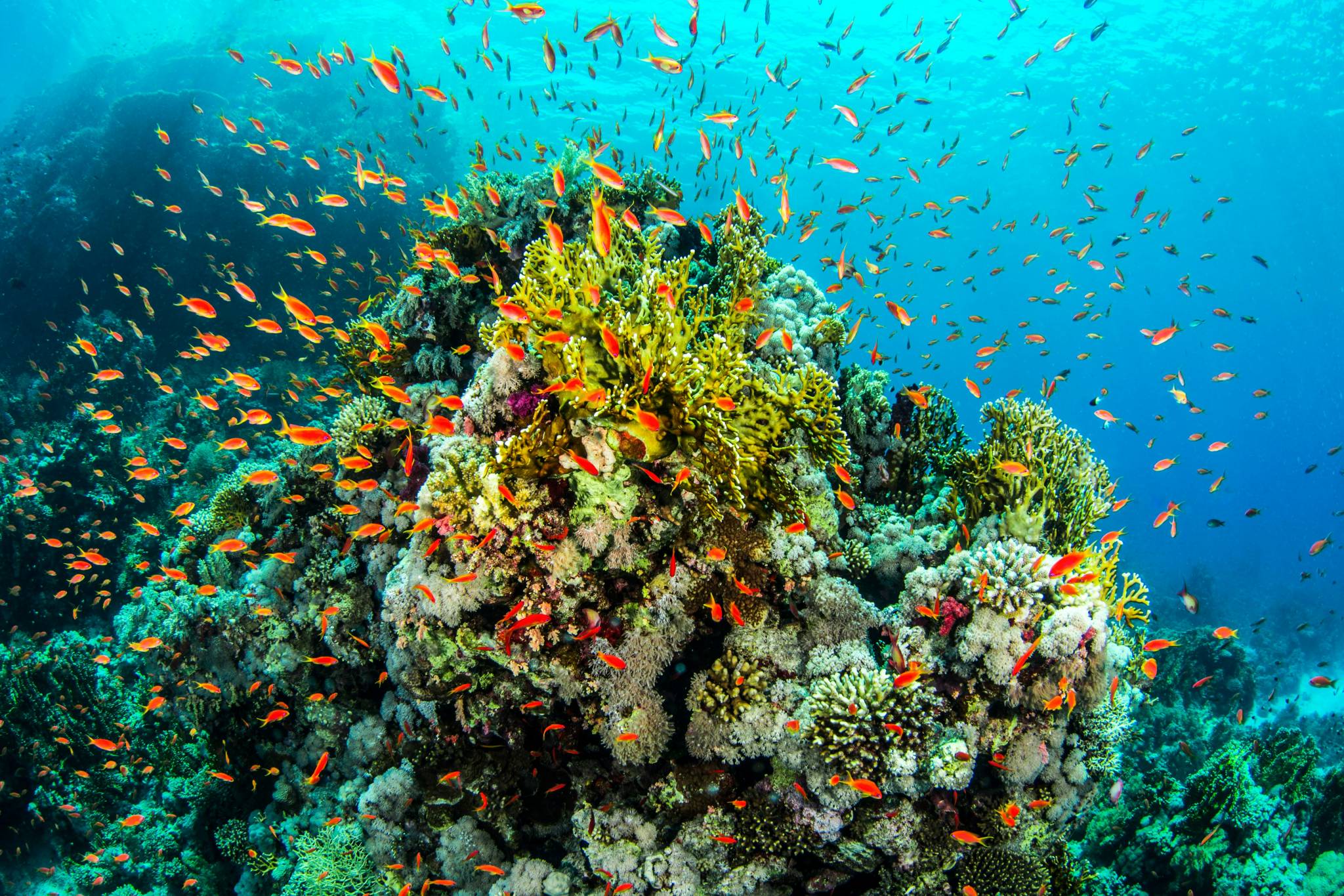 Picture of coral reef in the great barrier reef.