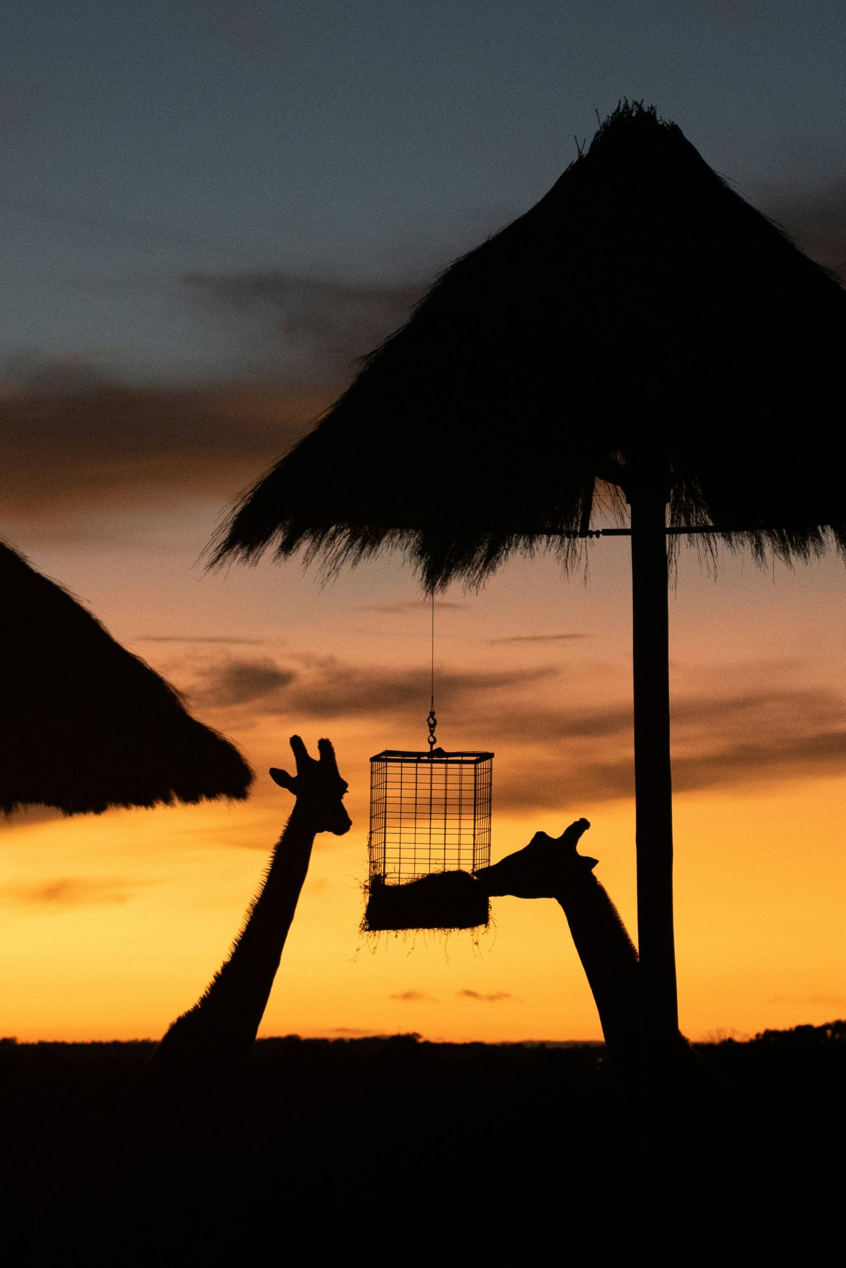Dubbo zoo experience at sunset.