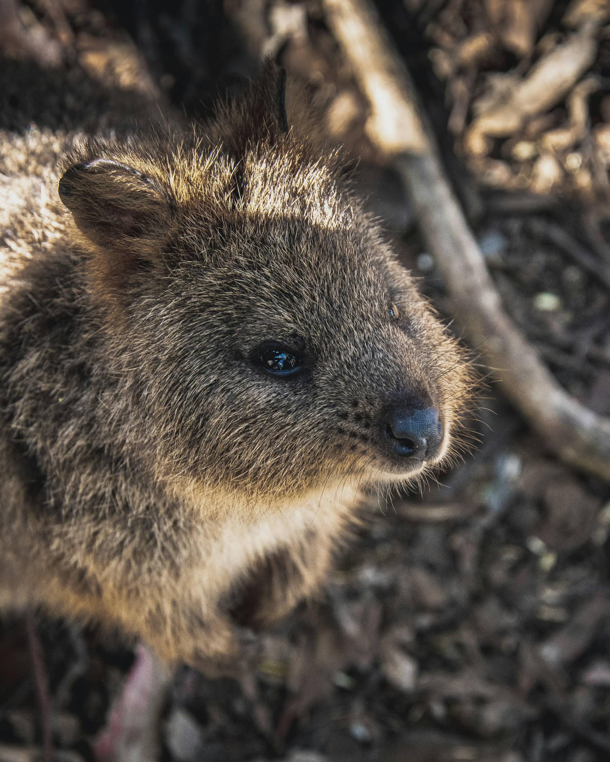 Quokkas are famous on Rottnest island