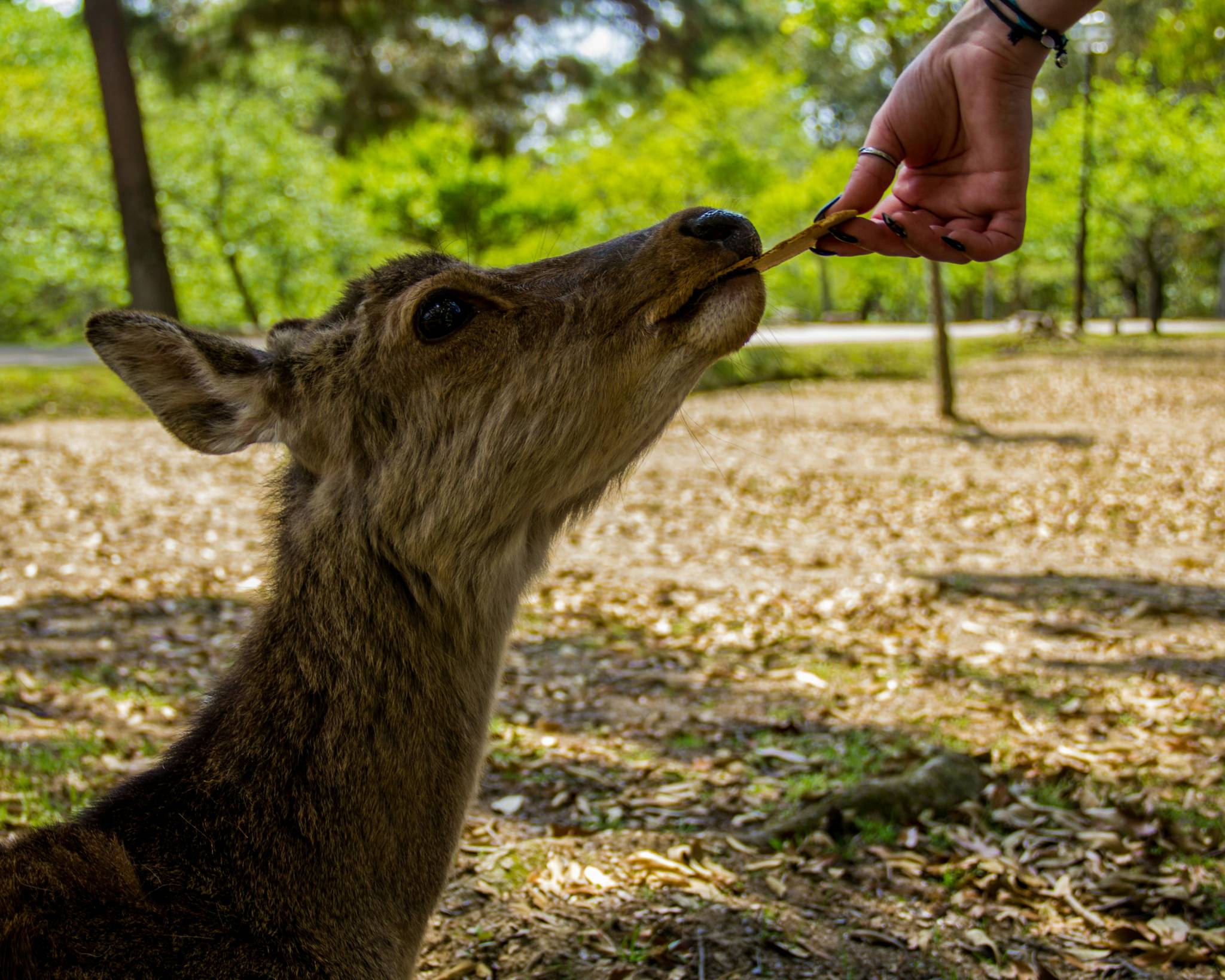 deer at the nara park in japan