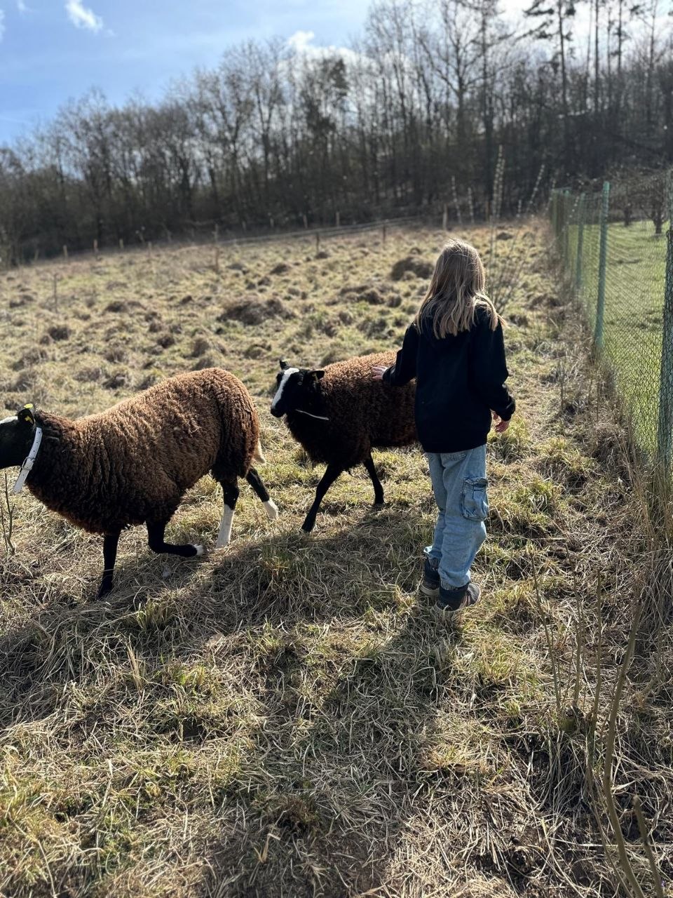 Procházka se stádem