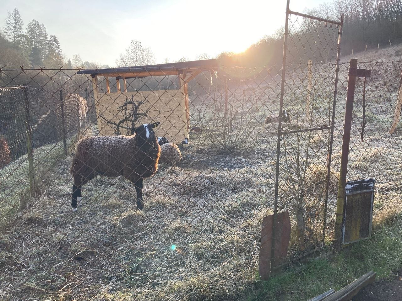 Stádo ovcí Zwartbles u ohrady v mlhavém ranním světle