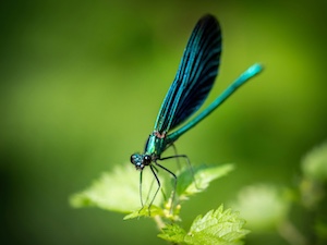 Nature showing off