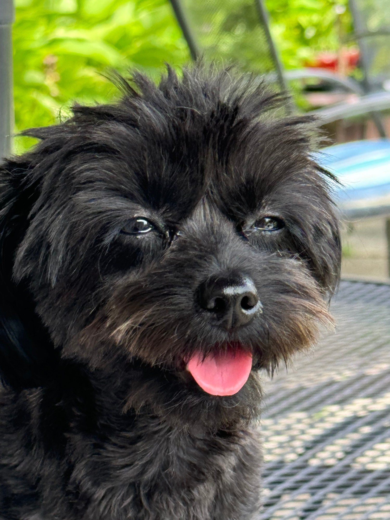 Michael Jackson - happy pup with tongue out