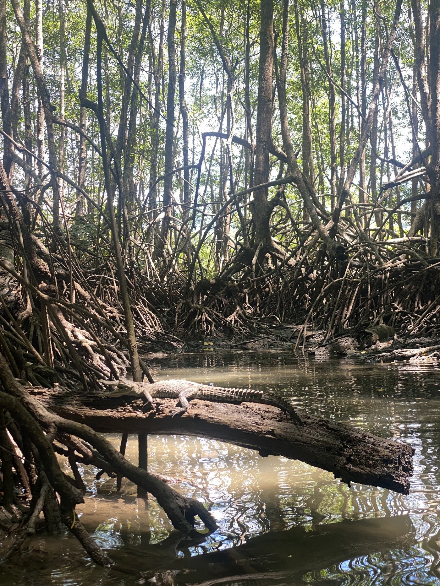Jeune crocodile au soleil, mangrove de Sierpe