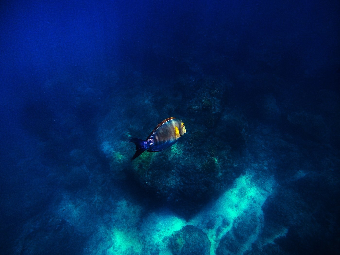 Poisson tropical dans le grand bleu