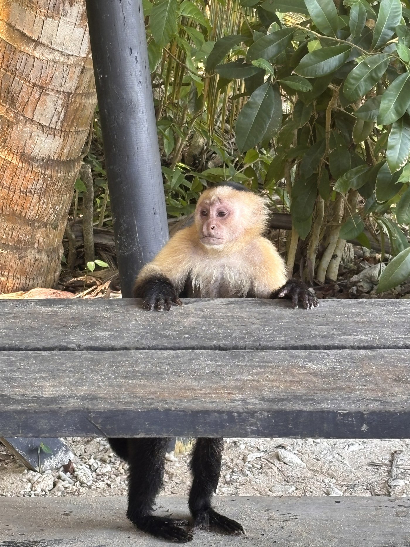 Singe capucin à face blanche