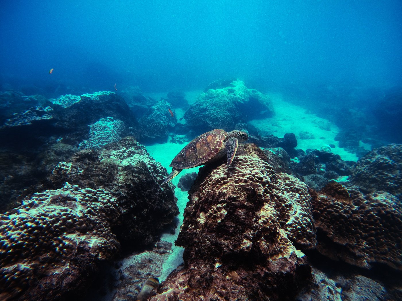 Tortue marine sur le récif de l'île du Caño