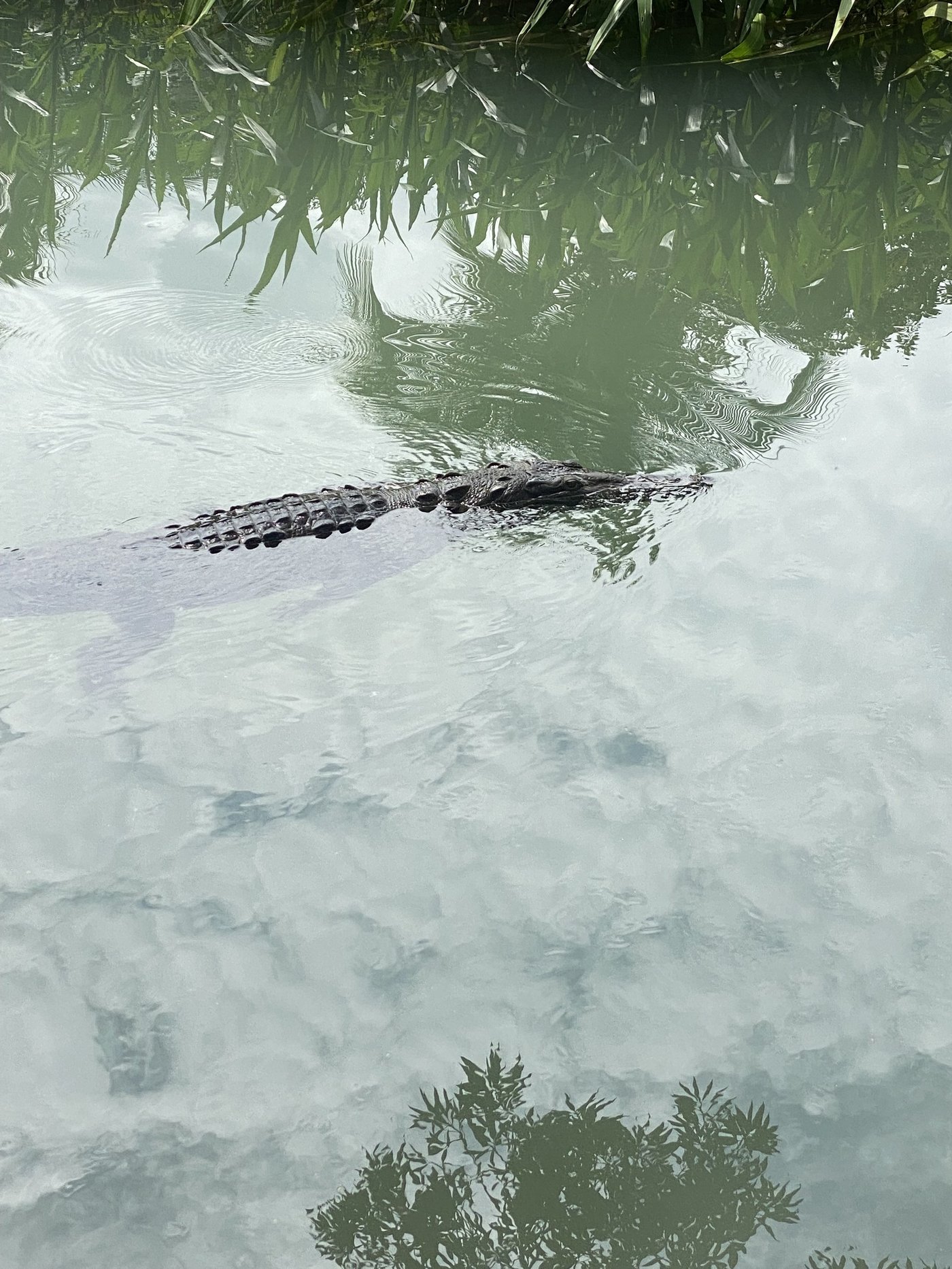 Crocodile sur la rivière Sierpe